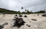 oursins plage de l'ouest 