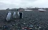 Des pingouins Chinstrap près d'une station scientifique, le 2 février 2018 sur l'île du Roi-George, en Antarctique