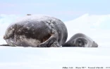 TAAF : la période des naissances des phoques de Weddell a commencé 