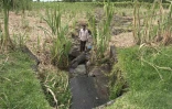 Le terrain d'un agriculteur de Sainte-Rose inondé