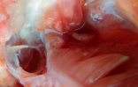 poissons congelés