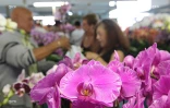 Salon Flore et Halle
