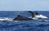 baleines