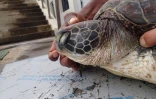 Une tortue décède, la nageoire blessée par un fil de pêche