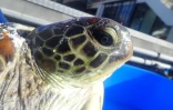 Kélonia : une tortue verte blessée par un requin