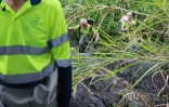 Sécheresse : le Sud Sauvage totalement à sec, poissons et crustacés en danger