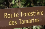 route forestière des tamarins RF9