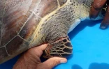 Une jeune tortue récupérée par Kélonia blessée par du fils de pêche