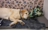 Un chien dort dans sa chambre du AtFrits, un hôtel canin du Cap, en Afrique du Sud, le 14 décembre 2021