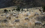268 attaques de loup ont été constatées dans les Alpes-de-Haute-Provence entre le 1er janvier et le 31 août selon la direction départementale des territoires.