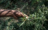 Une branche de prosopis, arbuste épineux originaire d'Amérique latine, le 17 octobre 2025 à Amibara, dans la région de l'Afar, en Ethiopie