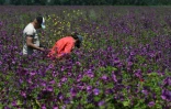 Arrachage de mauvaises herbes dans un champ de fleurs sauvages, le 16 juin 2021 à Shegeras, en Albanie