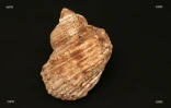 Coquillages