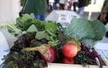  Saint-Denis : inauguration d’un jardin nourricier au Butor 