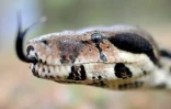 BOA 