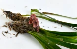 Une plante marine, du genre Posidonia, sur une plage de Monastir, en Tunisie, le 21 mars 2022