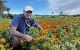 Fleurs oeillet d'inde ou rose d'inde