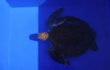 Tortues Kélonia 