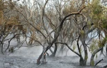 Feu du Maïdo