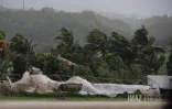 Cyclone Belal : Bois Rouge