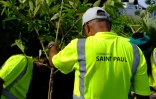 Saint-Paul : la rue Saint-Louis se végétalise