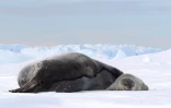 TAAF : la période des naissances des phoques de Weddell a commencé 