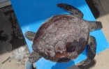 Une jeune tortue récupérée par Kélonia blessée par du fils de pêche
