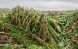 Garance : La Réunion, l'île en phase de sauvegarde