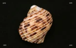Coquillages