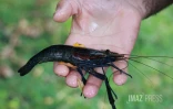 Sécheresse : le Sud Sauvage totalement à sec, poissons et crustacés en danger