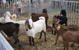 La Ferme en ville