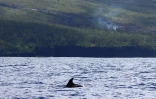 Piton de la Fournaise : une cinquantaine de dauphins observés près de la coulée de lave