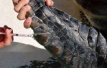 Tortues Kélonia