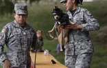 [Vidéos] Un chihuahua intègre un commando de police au Mexique
