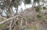 Impact du cyclone Garance et projet de restauration sur la population de vacoas détruits sur le littoral de ChampBorne