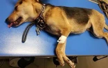 Tchoupie blessée par un collier étrangleur