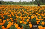 fleurs oiellet inde