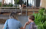 Animaux à Leclerc