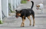 chien errant 