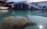 Tortues Kélonia