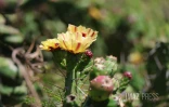 fleur de cactus