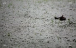 Pluie