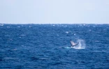 Une baleine et son petit observés au large de Saint-Leu