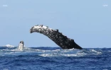 baleines 