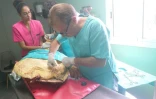 Kélonia, centre de soins, tortue, caouanne, requin tigre, attaque, morsure