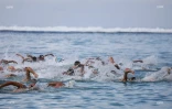 meeting natation 2017 eau libre 