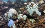  blanchissement du corail