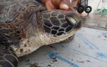 Une tortue décède, la nageoire blessée par un fil de pêche