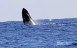 contrôle des approches de baleines 