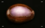 Coquillages